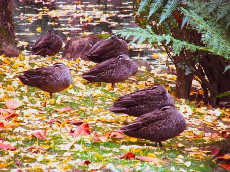 Sleeping ducks