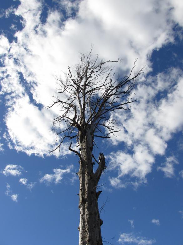 Free stock image of Dead tree created by Michiru Maeda