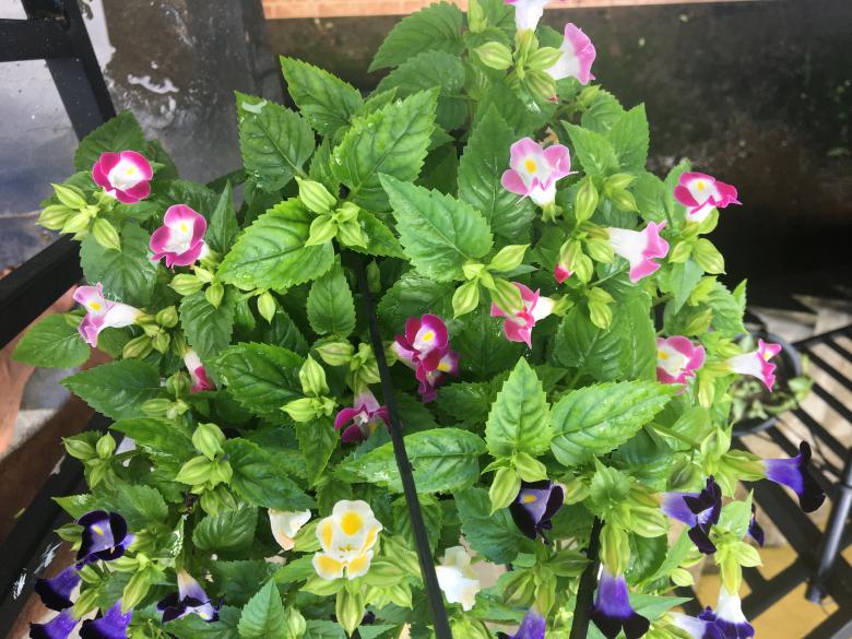 Free stock image of Colorful flowers created by Kavindya