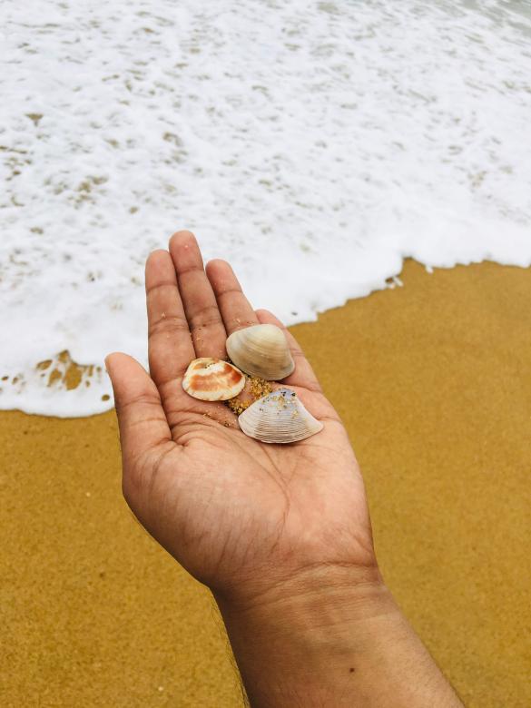 Free stock image of Sea shells  created by Kavindya