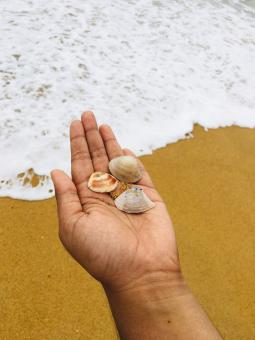 Sea shells  - Free Stock Photo