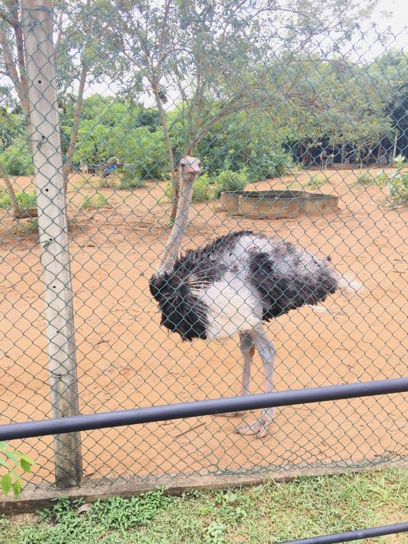 Free stock image of Ostrich created by Kavindya