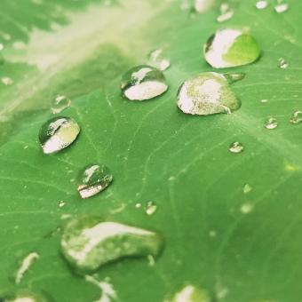Water Drop - Free Stock Photo