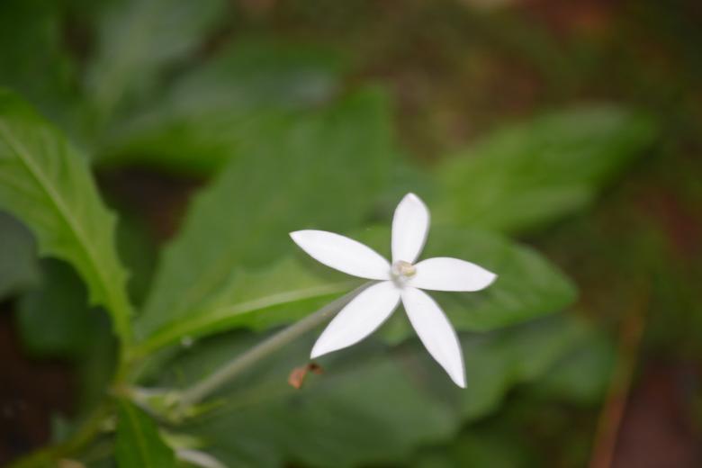 Free stock image of White flower created by Nuwan Jayawardana