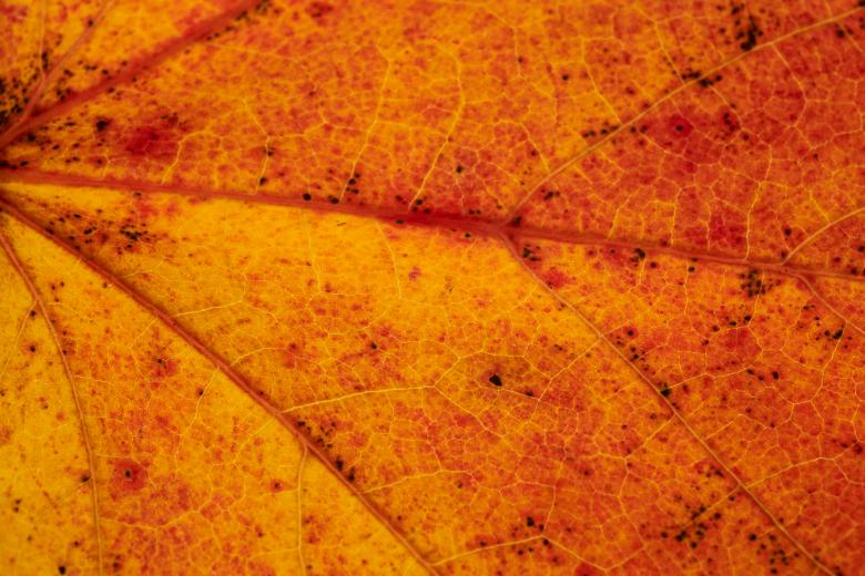 Free stock image of Fall leaf background created by FreeImage.me