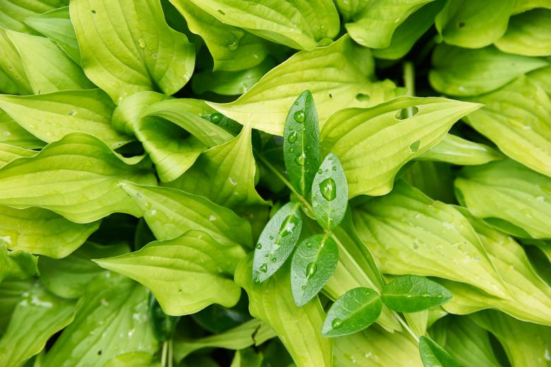 Free stock image of Wet Leaves created by Secret Agency