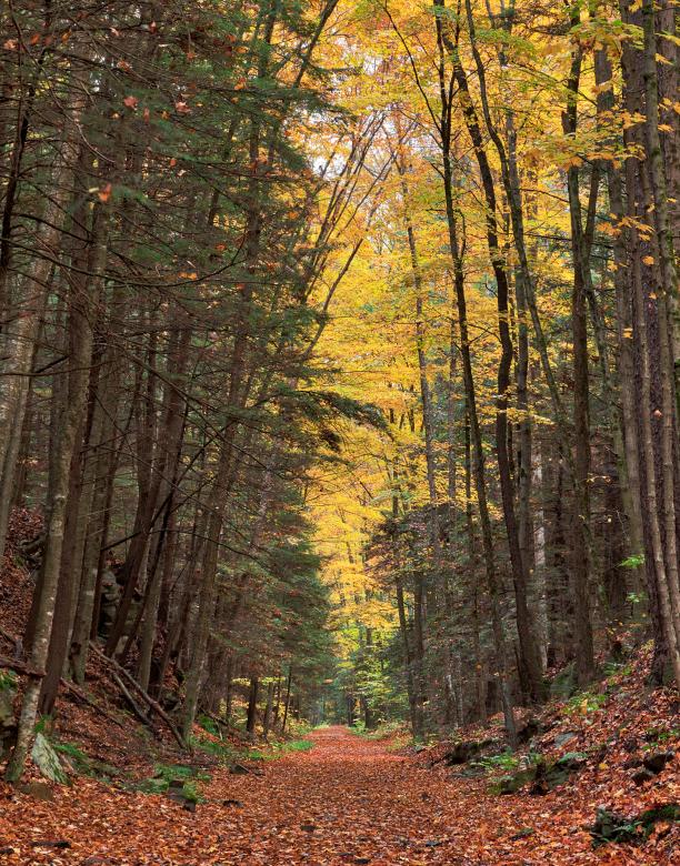 Free stock image of Autumn Loyalsock Forest Trail created by Nicolas Raymond