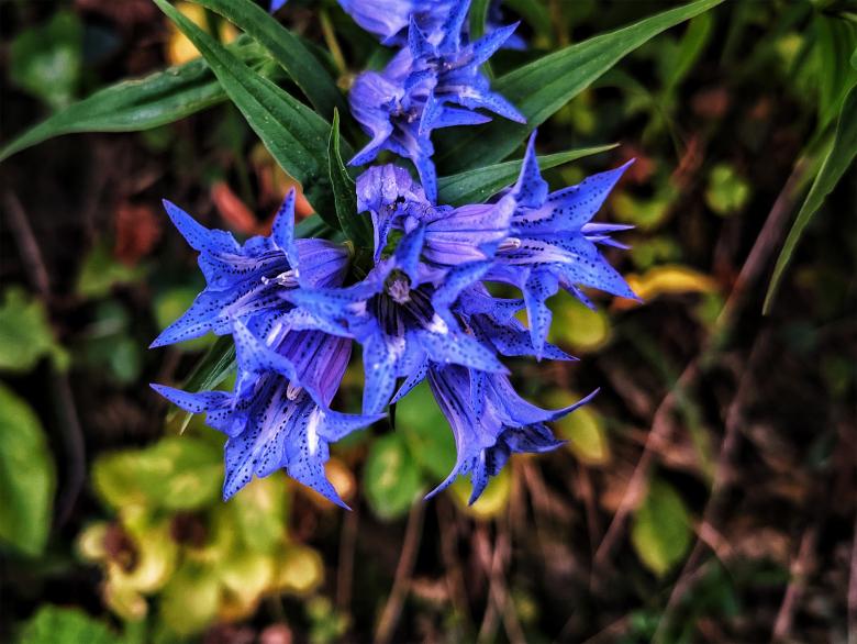 Free stock image of Blue flower created by Alen