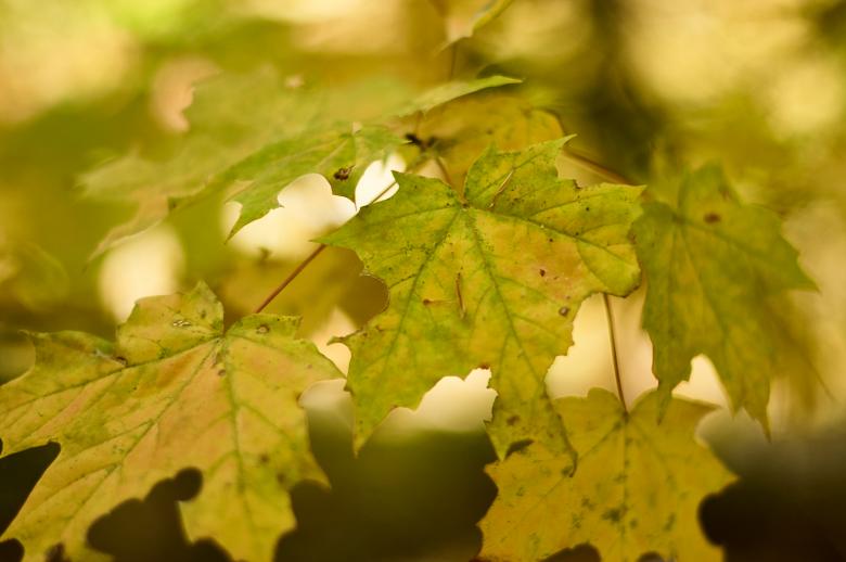 Free stock image of Fall leaves created by Secret Agency