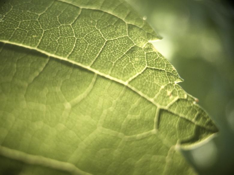 Free stock image of Macro Green Leaf created by Texture Pics