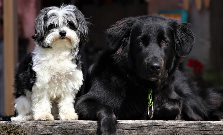 Free stock image of portrait chiens created by perret anais