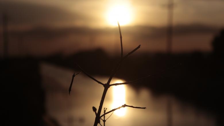 Free stock image of flower sunset the river created by Moh fajar shidiq