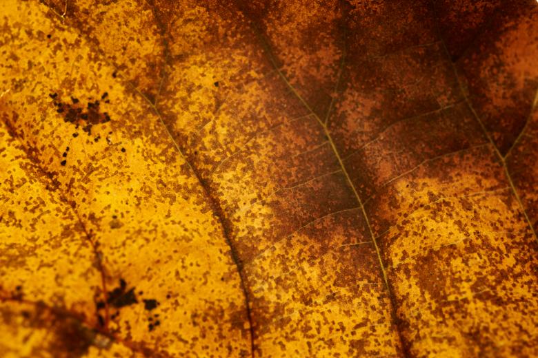 Free stock image of Fall Macro Leaf created by Texture Pics