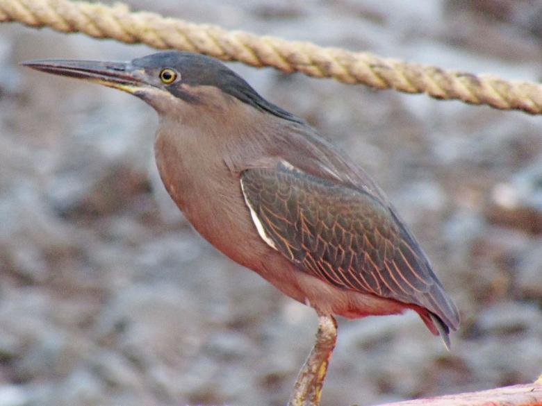 Free stock image of Striated heron created by sylvester alphonso