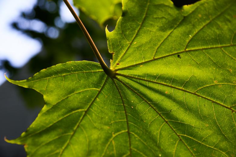 Free stock image of Large green leaf created by Secret Agency