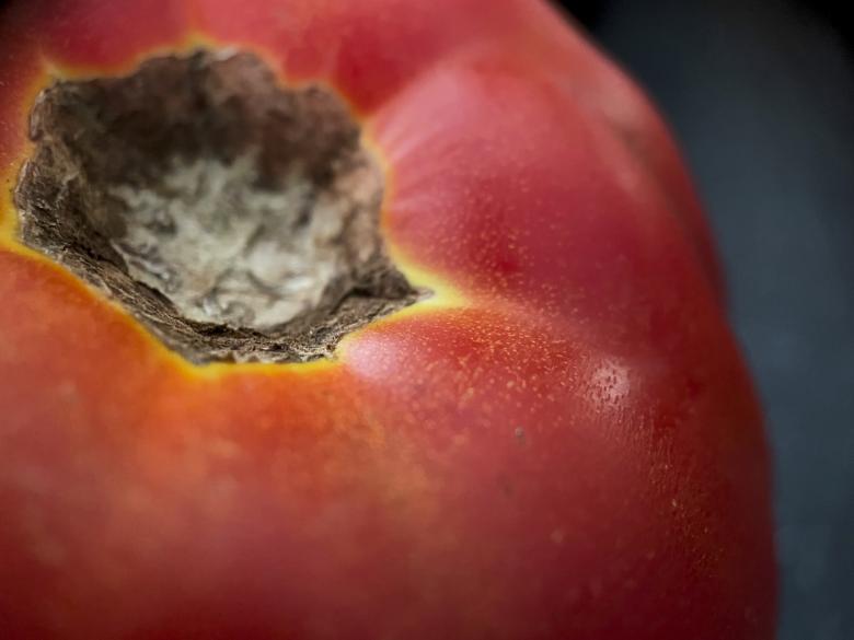 Free stock image of Macro tomato created by Texture Pics
