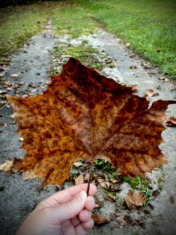 Autumn Leaf  - Free Stock Photo
