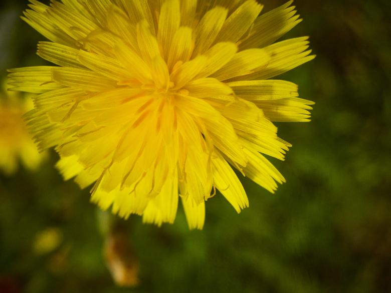Free stock image of Yellow blossom created by Texture Pics