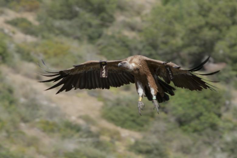 Free stock image of Amazing Vulture of Israel, vulture of the Holy Land created by yeshaya dinerstein