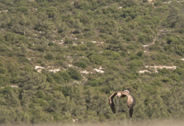 Free stock image of Amazing Vulture of Israel, vulture of the Holy Land created by yeshaya dinerstein