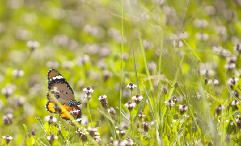 Free stock image of A nice butterfly on a tree branch created by yeshaya dinerstein
