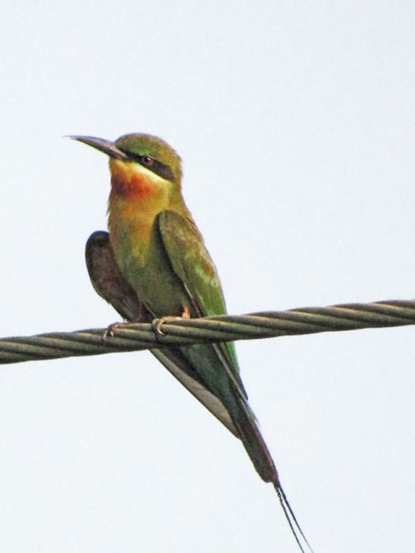 Free stock image of Blue tailed bee eater created by sylvester alphonso