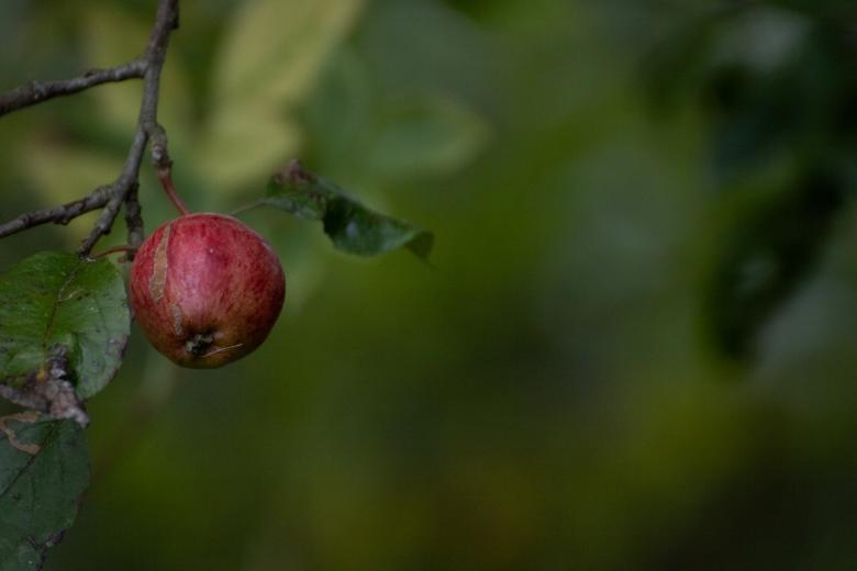 Free stock image of Single apple hanging on a tree created by Mirko Fabian