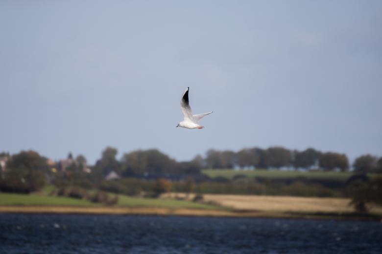 Free stock image of White seagull flying created by Mirko Fabian