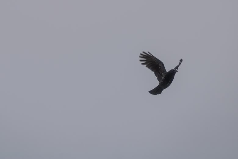 Free stock image of Flying black crow in the sky created by Mirko Fabian