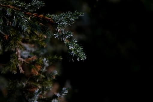 Pine tree branch with black background - Free Stock Photo