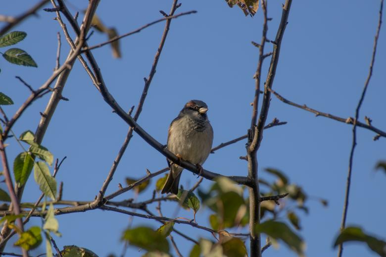 Free stock image of Sparrow sitting on branch created by Mirko Fabian