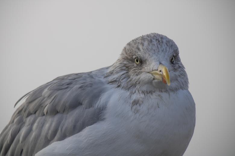 Free stock image of White seagull portrait created by Mirko Fabian