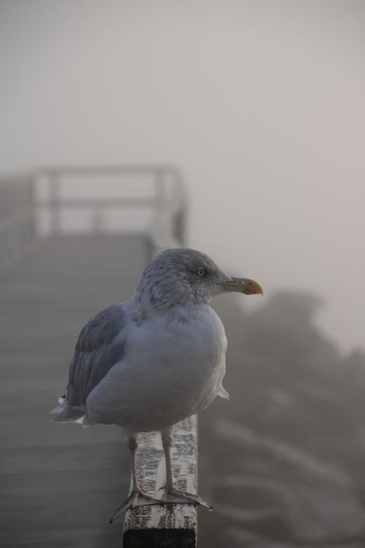 Free stock image of White gull standing on pier created by Mirko Fabian
