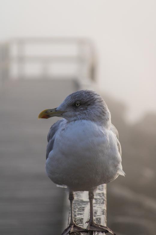 Free stock image of White gull standing on pier created by Mirko Fabian