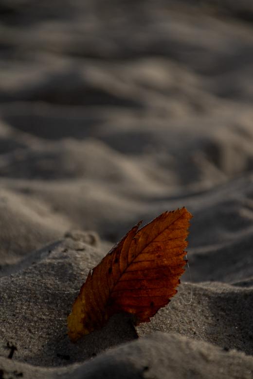 Free stock image of Leaf me alone created by Mirko Fabian