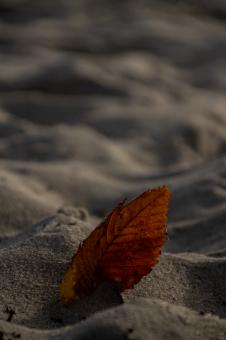 Leaf me alone - Free Stock Photo