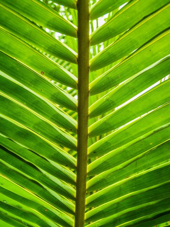 Free stock image of Natural coconut leaves created by icon0.com