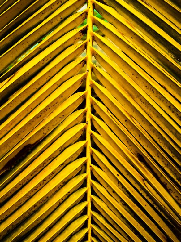 Free stock image of Natural coconut leaves created by icon0.com