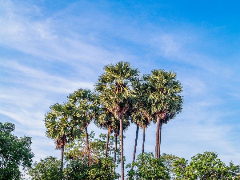 Free stock image of Sugar palm tree created by icon0.com