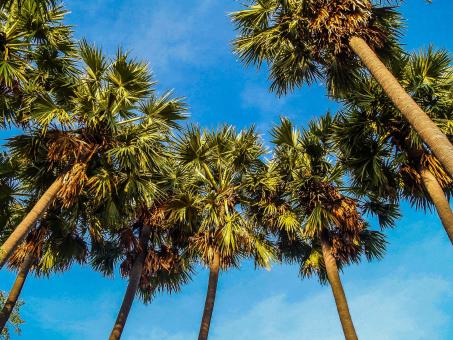 Sugar palm tree - Free Stock Photo