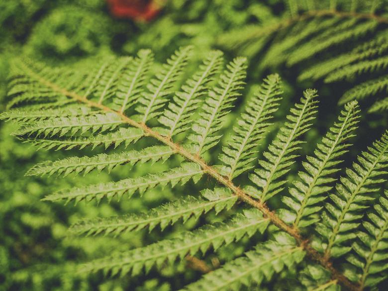 Free stock image of fern leaves green background  created by icon0.com
