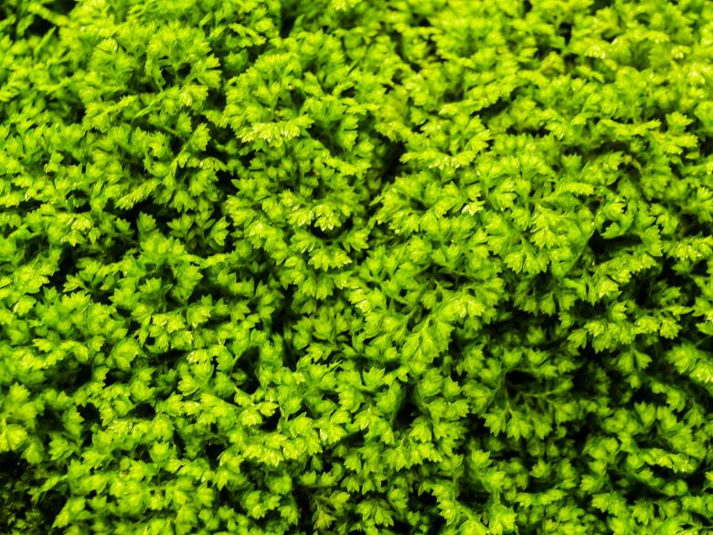 Free stock image of fern leaves green background  created by icon0.com