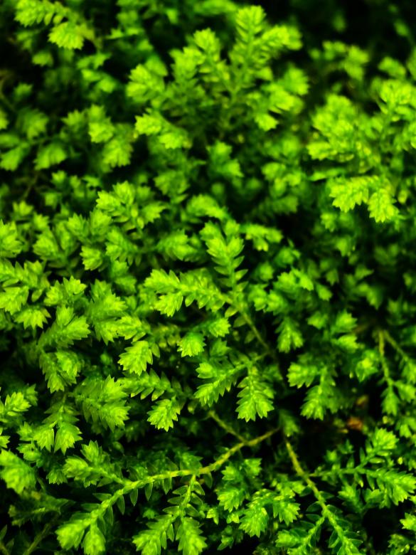Free stock image of fern leaves green background  created by icon0.com