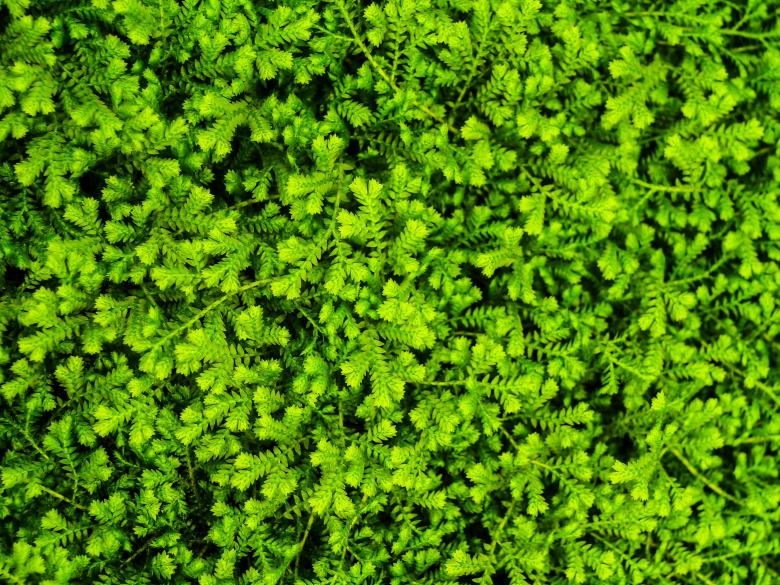 Free stock image of fern leaves green background  created by icon0.com