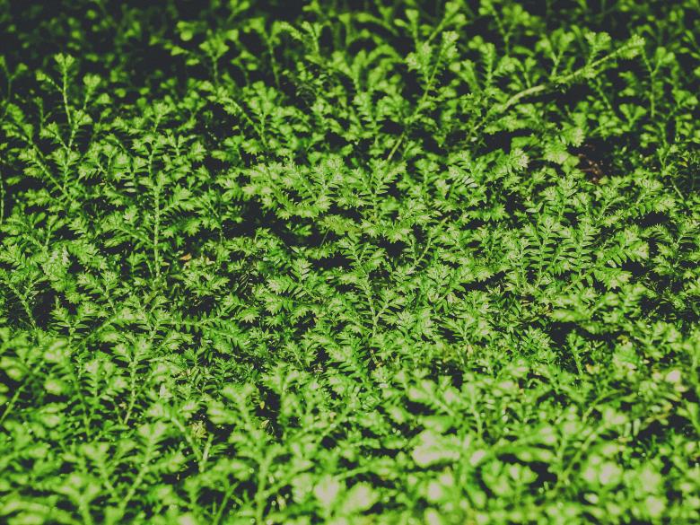 Free stock image of fern leaves green background  created by icon0.com