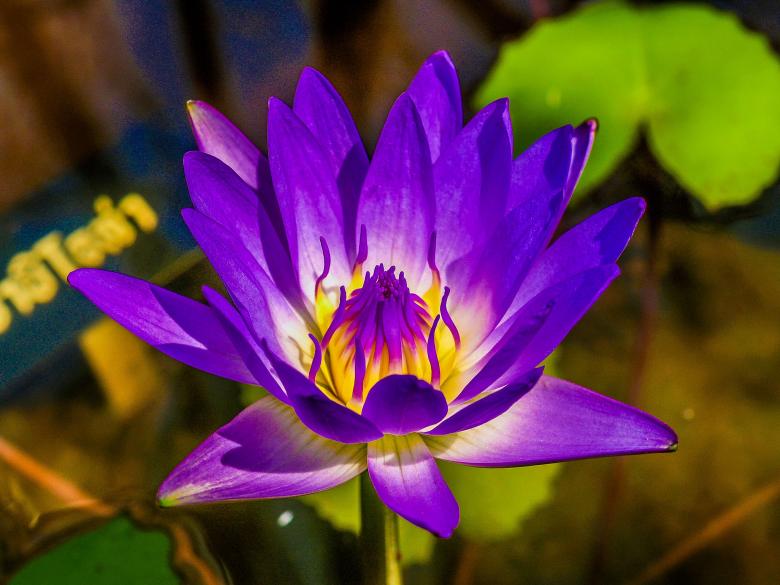 Free stock image of Flower Bloom created by icon0.com