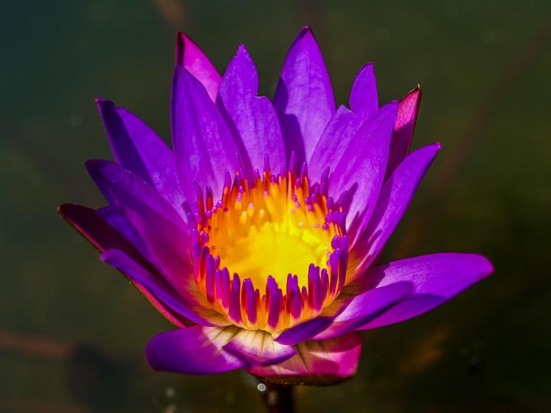 Free stock image of Lotus flower created by icon0.com