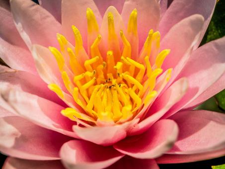 Macro flower - Free Stock Photo