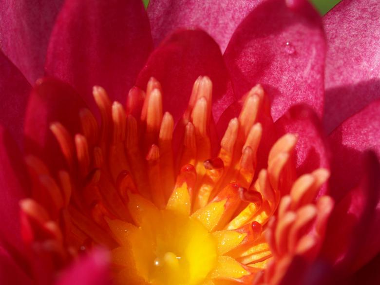 Free stock image of Macro flower created by icon0.com