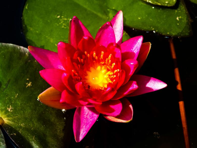 Free stock image of Lotus flower created by icon0.com